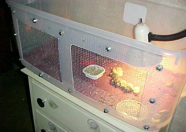 button quail cages